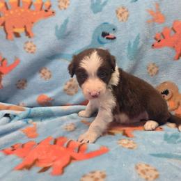 Bruno - Red male Border Collie puppy in Gary, Indiana from Lake Ridge Border Collies