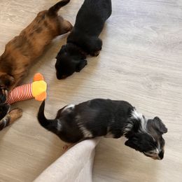 Dachshund Puppies from Royalty Grove Dachshunds