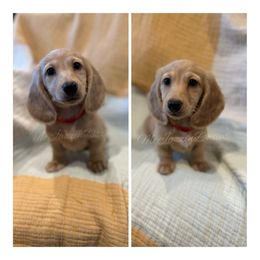 Dachshund Puppies from McJazzin Doxies