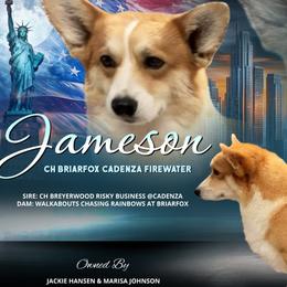 Pembroke Welsh Corgi puppies from BLACK HILLS PEMBROKE CORGIS