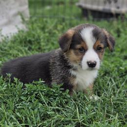 Male 3 - Black and tan male Pembroke Welsh Corgi puppy in Portland, North Dakota from Sliding stop corgis