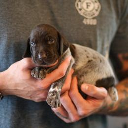 German Shorthaired Pointer Puppies from RED Clay Dogs