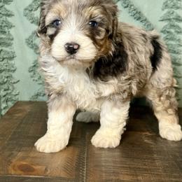 Weston - Blue merle male Aussiedoodle puppy in Charleston, Arkansas from Lazy S Aussies