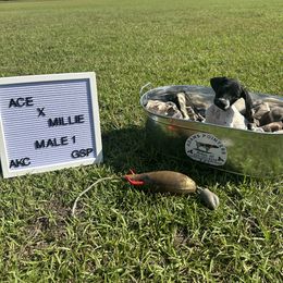 Boy 1 - Black and white male German Shorthaired Pointer puppy in Mcrae, Georgia from Adams Pointers