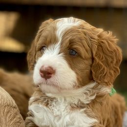 Australian Labradoodle Puppies from Cascade Canyon Labradoodles