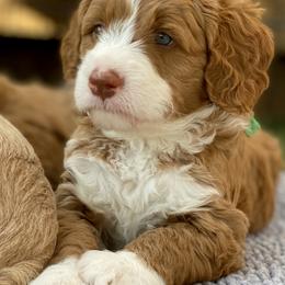 Australian Labradoodle Puppies from Cascade Canyon Labradoodles