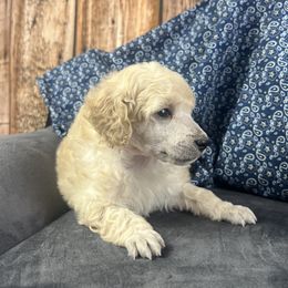 White Puppy - White male Poodle puppy in Kingston, Oklahoma from Tribal Poodles