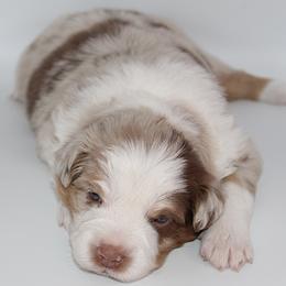 Comet - Red merle male Miniature Australian Shepherd puppy in Brooker, Florida from Triple Branch Aussies