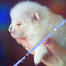 Luxe - White male Pomeranian puppy in Albany, Oregon from Purrs N Poms