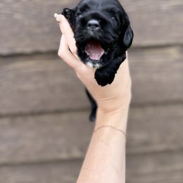 Cocker Spaniel Puppies from MGs Cockers
