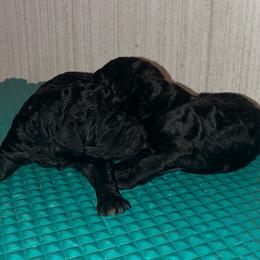 Black Girl 1 - Black female Poodle puppy in Jesup, Georgia from Altamaha Mud Poodles LLC.