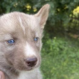 Siberian Huskies from Call of the Wild Farms