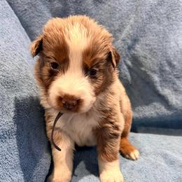 Marsha - Red merle female Australian Shepherd puppy in Atkinson, Illinois from Diamond Ridge Aussies