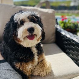 Glacier - Bernedoodle