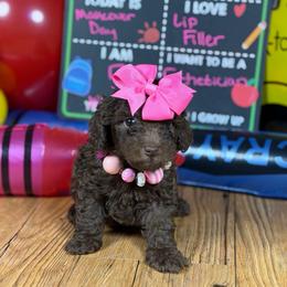 Botox- toy poodle - female Poodle puppy in Garland, Texas from Brewer's Doodles and French Bulldogs