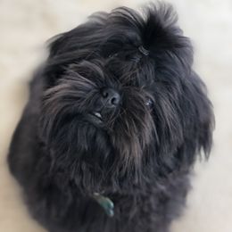 Felony - Shih Tzu