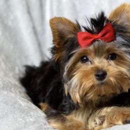 French Bulldogs and Yorkshire Terriers from Royaltydayyorkies