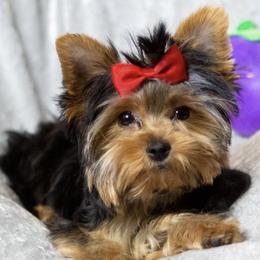 French Bulldogs and Yorkshire Terriers from Royaltydayyorkies