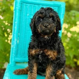 Patriot - Black phantom female Aussiedoodle puppy in Lancaster, Minnesota from Finney Ranch