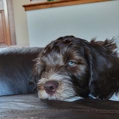 Australian Cobberdog Puppies from Heartland Hills Australian Cobberdogs