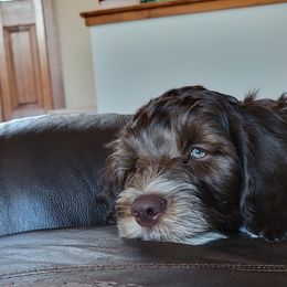 Australian Cobberdog Puppies from Heartland Hills Australian Cobberdogs