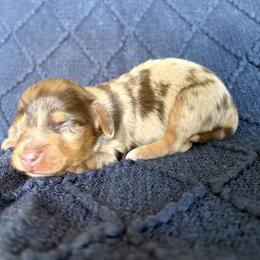 Chocolate dapple boy - Dapple male Dachshund puppy in Elkhart, Indiana from jennelle johnson