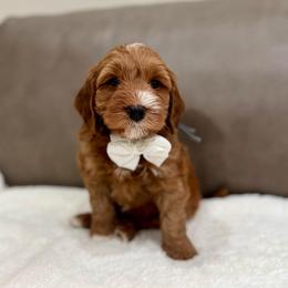 Bear boy - Red  male Goldendoodle puppy in Rio Linda, California from Plush Doodles