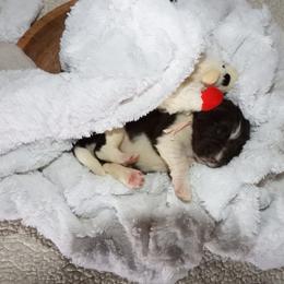 Girl 2 - Brown female Newfoundland puppy in Dalton, Ohio from Newfforu