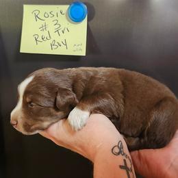 Rosie Boy 3 - Red tri male Miniature Australian Shepherd puppy in Hampton, Tennessee from TC Farms Stock Dogs - Miniature Australian Shepherds