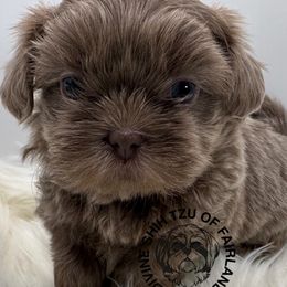 Finn - Lilac male Shih Tzu puppy in Indiana from Divine Shih Tzu of Fairland