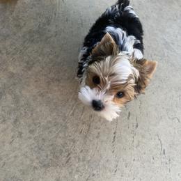 Yorkshire Terrier Puppies from Klassie Kreations Yorkie’s