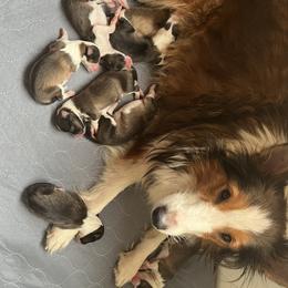 Australian Shepherd and Shetland Sheepdog Puppies from Serenity falls