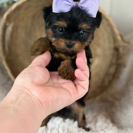 Holly - Black and tan female Yorkshire Terrier puppy in Liberty, Texas from Tiny Yorkshire pups