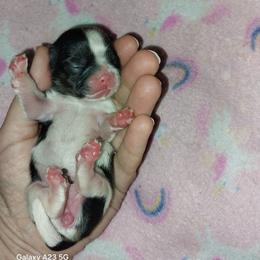 Gadget - Tricolor female Shih Tzu puppy in Arcadia, Florida from Kitsune Cuddles and kisses