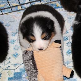 Smitten - Australian Shepherd puppy from Briarbrook Australian Shepherds