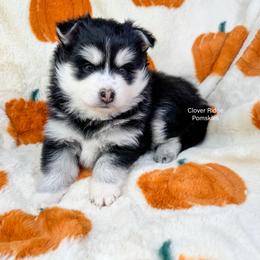 Albany - Black and white female Pomsky puppy in Sheffield, Iowa from Clover Ridge Pomskies