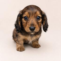 Whiskey - Brindle male Dachshund puppy in Bartlett, Illinois from Dachshundsnextdoor