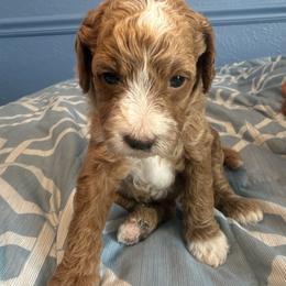 White collar - Red  male Goldendoodle puppy in Maumee, Ohio from Bell's Doodles