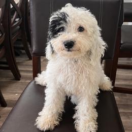 Green Boy - Parti male Goldendoodle puppy in Dallas, Texas from Bishop Golden Doodles