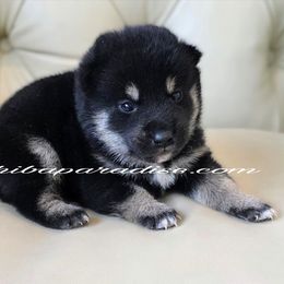 Tenshi - Black and tan male Shiba Inu puppy in Tualatin, Oregon from Shiba Paradise
