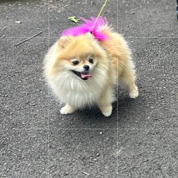 Pomeranian All Grown Up from BP PUPS