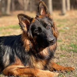 Mia - German Shepherd