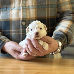 Boy 1 - Orange male Lagotto Romagnolo puppy in Sugar Valley, Georgia from Pinnacle Farm and Kennel