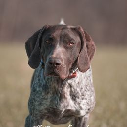 Levy - German Shorthaired Pointer