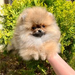 Elliot - Orange sable male Pomeranian puppy in Hot Springs, Arkansas from Pomeranian Empire