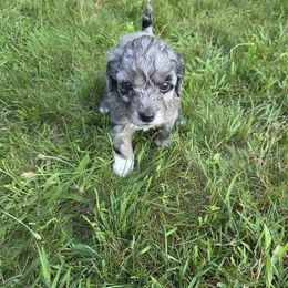 Voyd - Blue merle female Aussiedoodle puppy in Cumberland, Rhode Island from W Doodle Crew