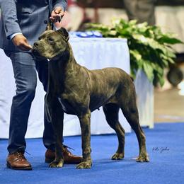 Josey - Gray brindle female Cane Corso puppy in Opelousas, Louisiana from Azelees Cane Corso