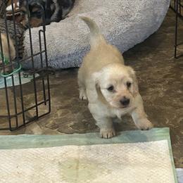 Bear - Cream male Dachshund puppy in Tahlequah, Oklahoma from Love Some Dogs Dachshunds & Cavalier King Charles Spaniels,Cavapoos