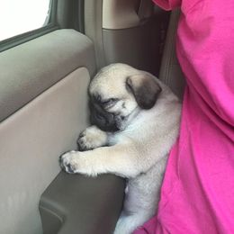 Pug Puppies from Pickwick Pugs