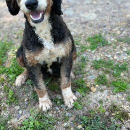 Lexi - Bernedoodle